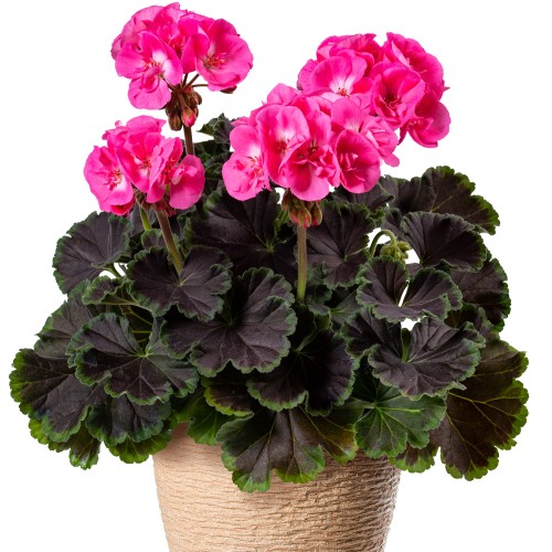 Pelargonium 'Grandeur® Deco Choco Pink' - Pelargoon 'Grandeur® Deco Choco Pink' P9/0,55L   